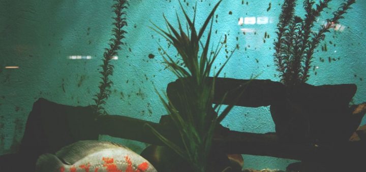 short story about catfish